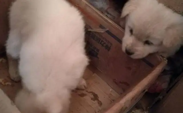 Two stray dogs were abandoned on the side of the street, and the girls tried to take them in, but they were rejected by the merchants