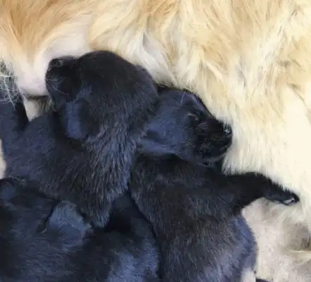 The two golden hairs that were so close to each other, were completely frozen after the dogs gave birth