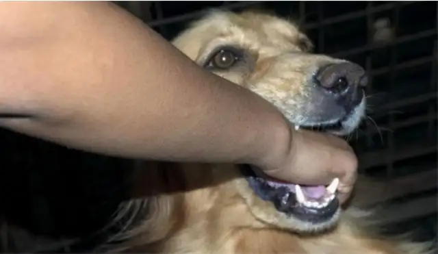 Anhui's 6-year-old boy was torn to death by a bad dog and his parents asked the dog owner to pay 800,000
