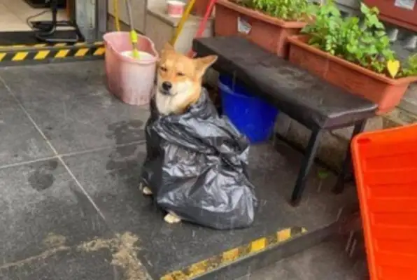 When you walk a dog, you run into a storm, the owner makes it a raincoat and the dog cries
