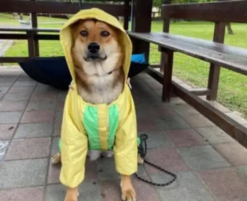 When you walk a dog, you run into a storm, the owner makes it a raincoat and the dog cries