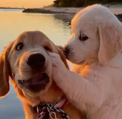 Do dogs dream? What's the principle of dreaming