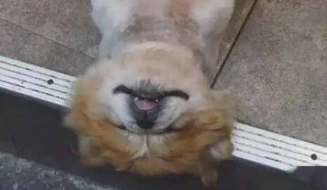 The boss asked the dog to look at the store, but he slept like this