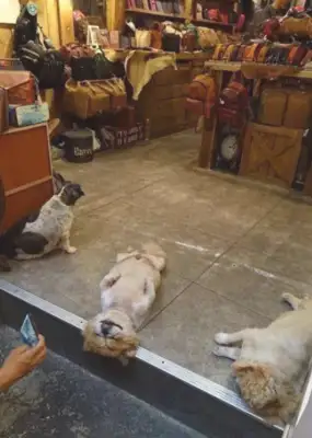 The boss asked the dog to look at the store, but he slept like this