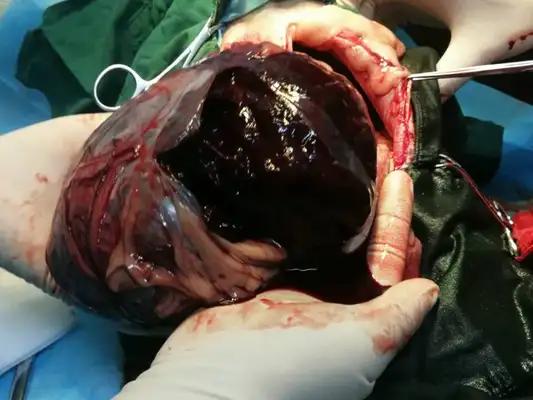 A lot of accidents with pets? Watch out for spleen break-ups and coping strategies
