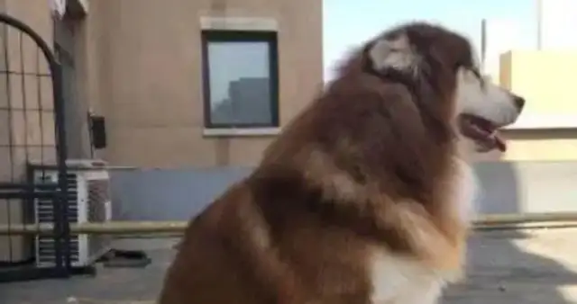 The owner took care of the Alaskan dog at his father's house on business