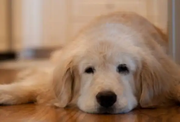 Sixteen-year-old doggy dementia, remember when the master said go to the bathroom and shit, and then forget how to get out