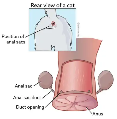 Easy understanding of cat anus: health management and disease protection