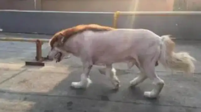 The owner took care of the Alaskan dog at his father's house on business