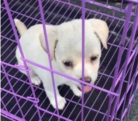 When the owner left the pet store, he threw the dog cage aside