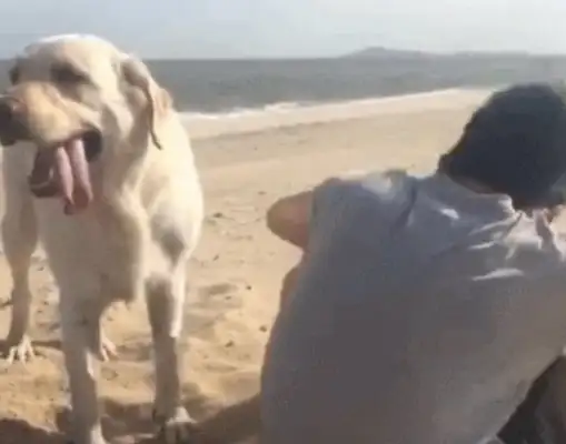 The master takes the dog to the sea, and the dog scratches the ground in the back