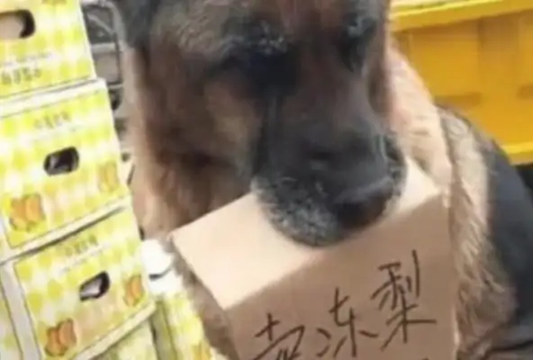 Dogs save money for their masters, follow their masters to sell, sit in front of the stalls and attract consumers