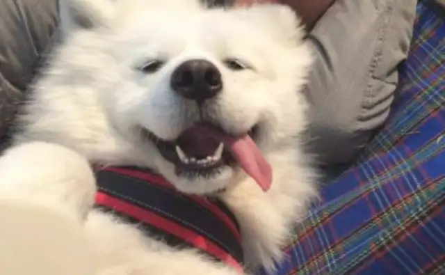 Sleeping with your own dog. You have the kind of advantage you can't replace. Sensor