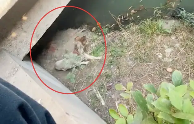 I found a stray dog under the bridge