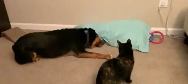 Who's running the dog business