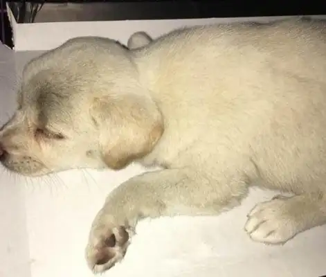 When the owner left the pet store, he threw the dog cage aside