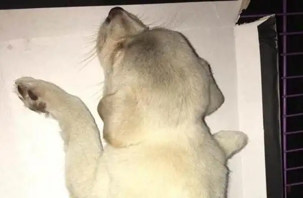 When the owner left the pet store, he threw the dog cage aside