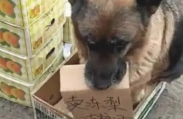 Dogs save money for their masters, follow their masters to sell, sit in front of the stalls and attract consumers