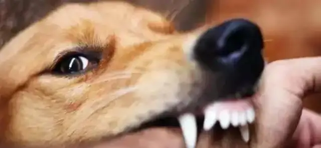 Four parts of the dog's no-go zone