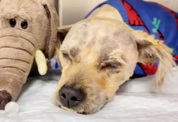 Drivers pick up passengers with stray dogs, just to tell you that they're as cute as they are