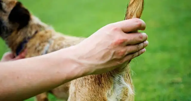 Four parts of the dog's no-go zone