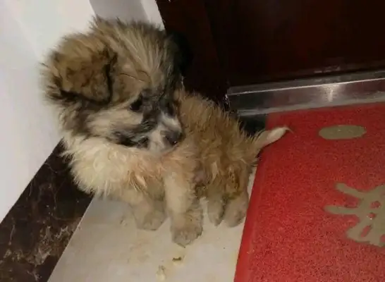 The stray dog was abandoned in the park, and the girl wanted to stay