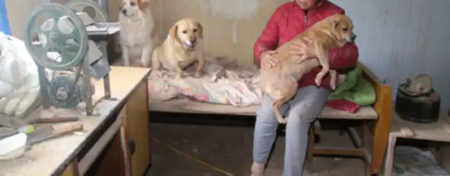 Who's running the dog business