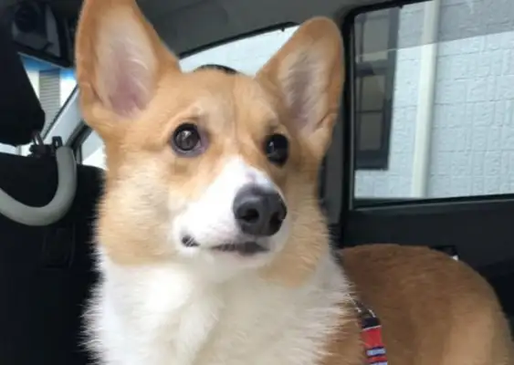 What's a dog's IQ