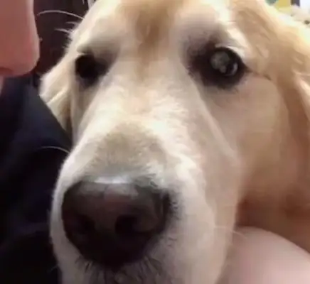 A man kisses his golden hair, but he's jealous