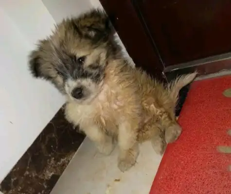 The stray dog was abandoned in the park, and the girl wanted to stay