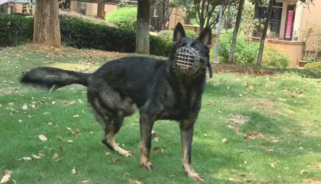 Dejima was mean to the people of the road and only came out with a haze mask. Dog: Cool