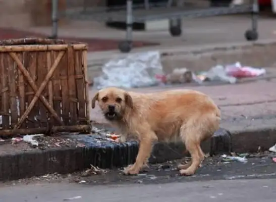 In the cold winter, the scrawny pup sleeps in the cold corner, looking carefully, so moving