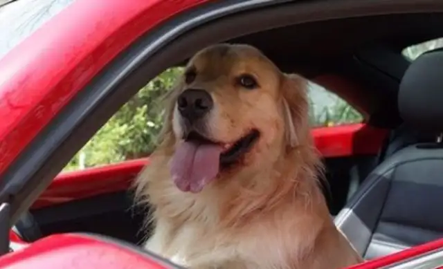 The owner moved the dog's house and it was demolished. Yeah