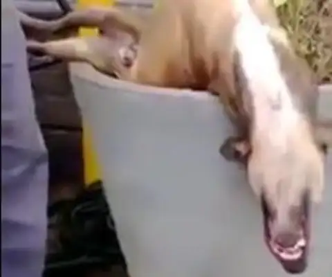 The guy called the dog, and he slept like a dead dog