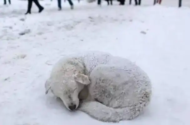 In the cold winter, the scrawny pup sleeps in the cold corner, looking carefully, so moving