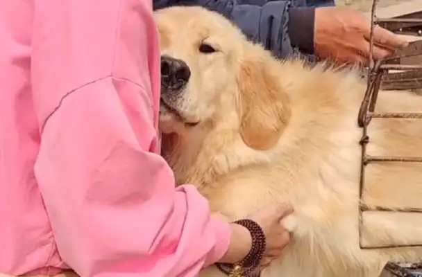 Shantung: 700 saves the dog, and the little sister gets saved, but she has more regrets