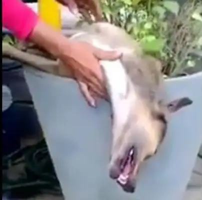 The guy called the dog, and he slept like a dead dog