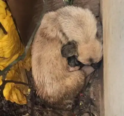 In the cold winter, the scrawny pup sleeps in the cold corner, looking carefully, so moving