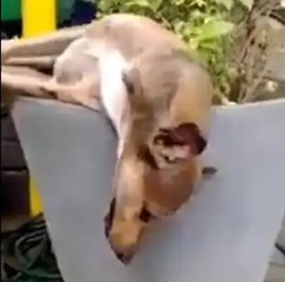 The guy called the dog, and he slept like a dead dog