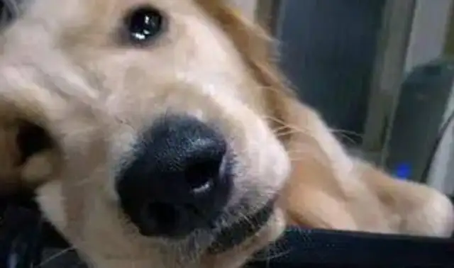 Buying a meal home and getting murdered, the golden doggy with "Father questions the girl's face": Where did he go
