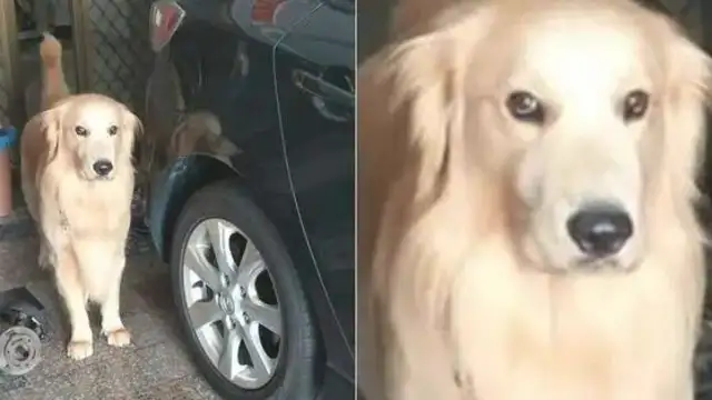 Buying a meal home and getting murdered, the golden doggy with