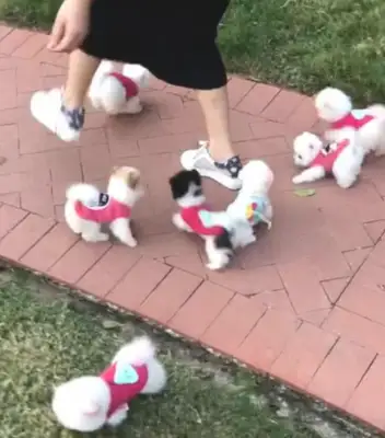 The master is out with a couple of teacup dogs, and the passersby competes for photographs