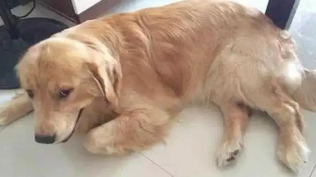 He bought a new dog mat. The dog looked right in the eye and was only big enough for a pillow. Head
