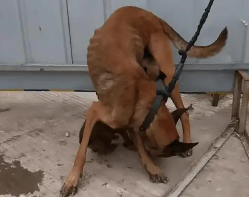 Nine doggies have a full moon, and the skinny ones are sold