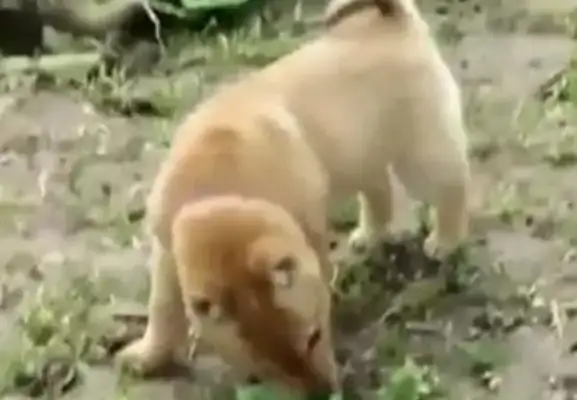 He stole food from his garden and was taught to do it