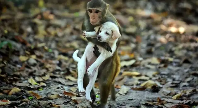 Strange friendships between species, monkeys and dogs