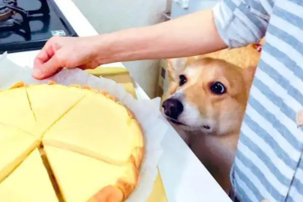 What's a dog's IQ