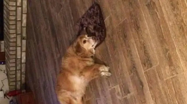 He bought a new dog mat. The dog looked right in the eye and was only big enough for a pillow. Head