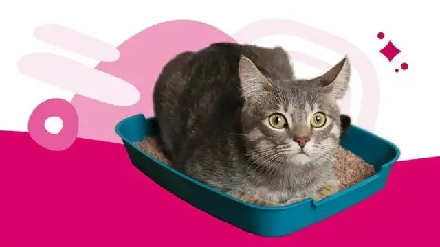 Cat constipation: causes, symptoms and treatments