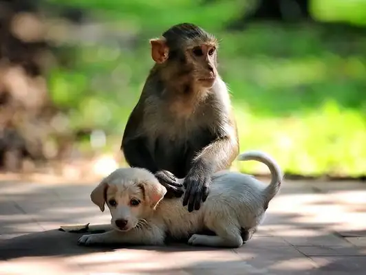 Strange friendships between species, monkeys and dogs
